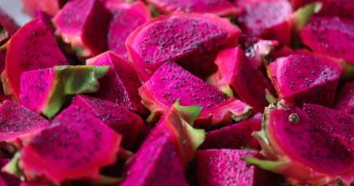 Produtores da zona rural de Manaus comemoram colheita de uma tonelada de pitaya em 2024